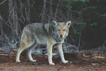 A gray wolf standing in the woods