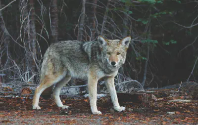 A gray wolf standing in the woods