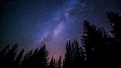 A starry sky above the silhouettes of tall trees