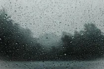 Trees in a foggy evening, seen through a raindrop-covered window