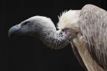 A vulture against a black background