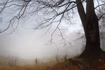 A tree on a small hill amidst a sea of fog