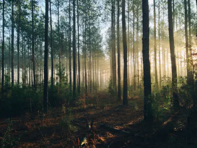 The sun shining through the trees of a forest