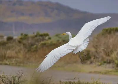 A white heron in flight near the ground