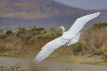 A white heron in flight near the ground
