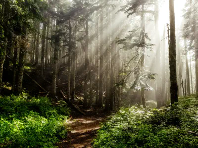 A dirt path through a forest thick with vegetation, with the sun streaming through the branches of the trees