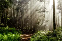 A dirt path through a forest thick with vegetation, with the sun streaming through the branches of the trees