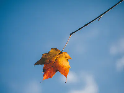 An orange and yellow leaf hanging from a tree branch