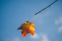 An orange and yellow leaf hanging from a tree branch