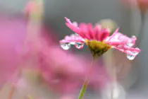 A pink flower covered in dew