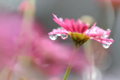 A pink flower covered in dew