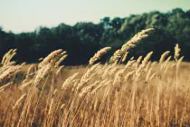 Prairie grasses blowing in a breeze